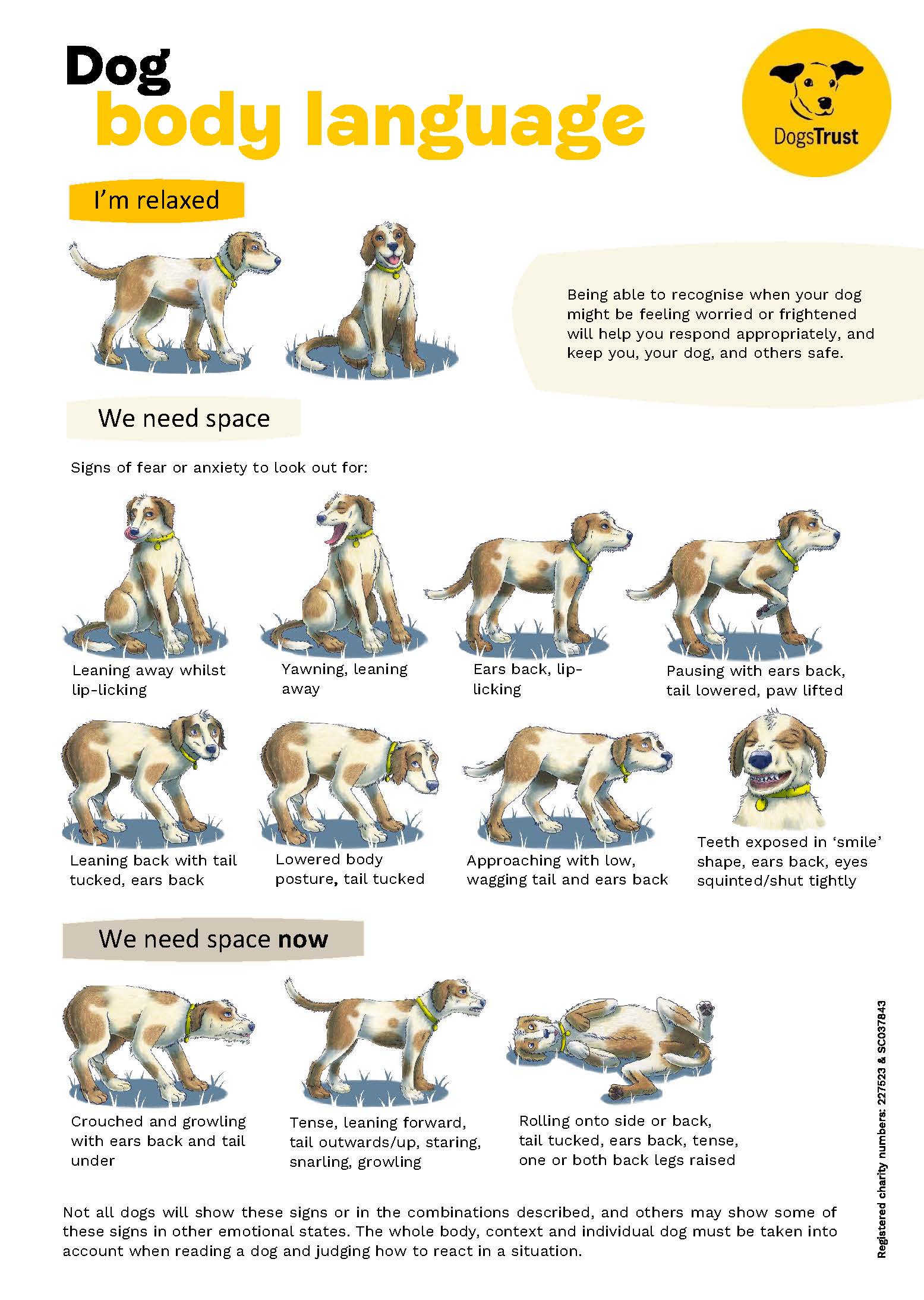 Dog Safety – CFSG